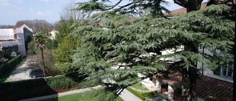 A residential area with a large coniferous tree in the foreground, a paved driveway, and a parked car.