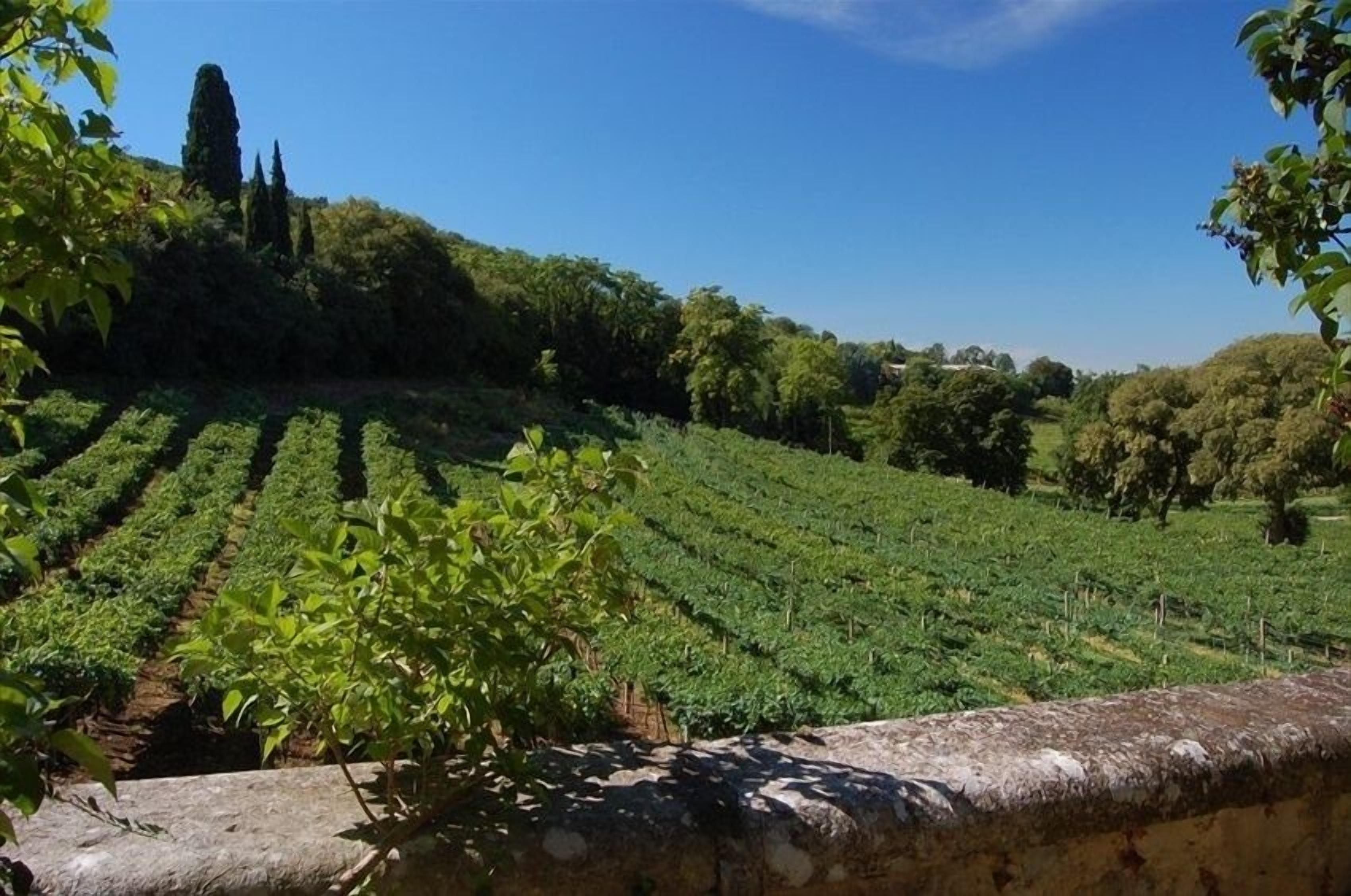 Viñedo con hileras de vides y un muro de piedra al frente.