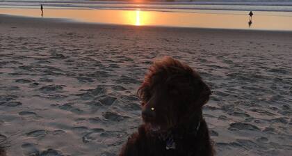 Last minute discounts!Pet friendly with AC steps to beach-SUV parking