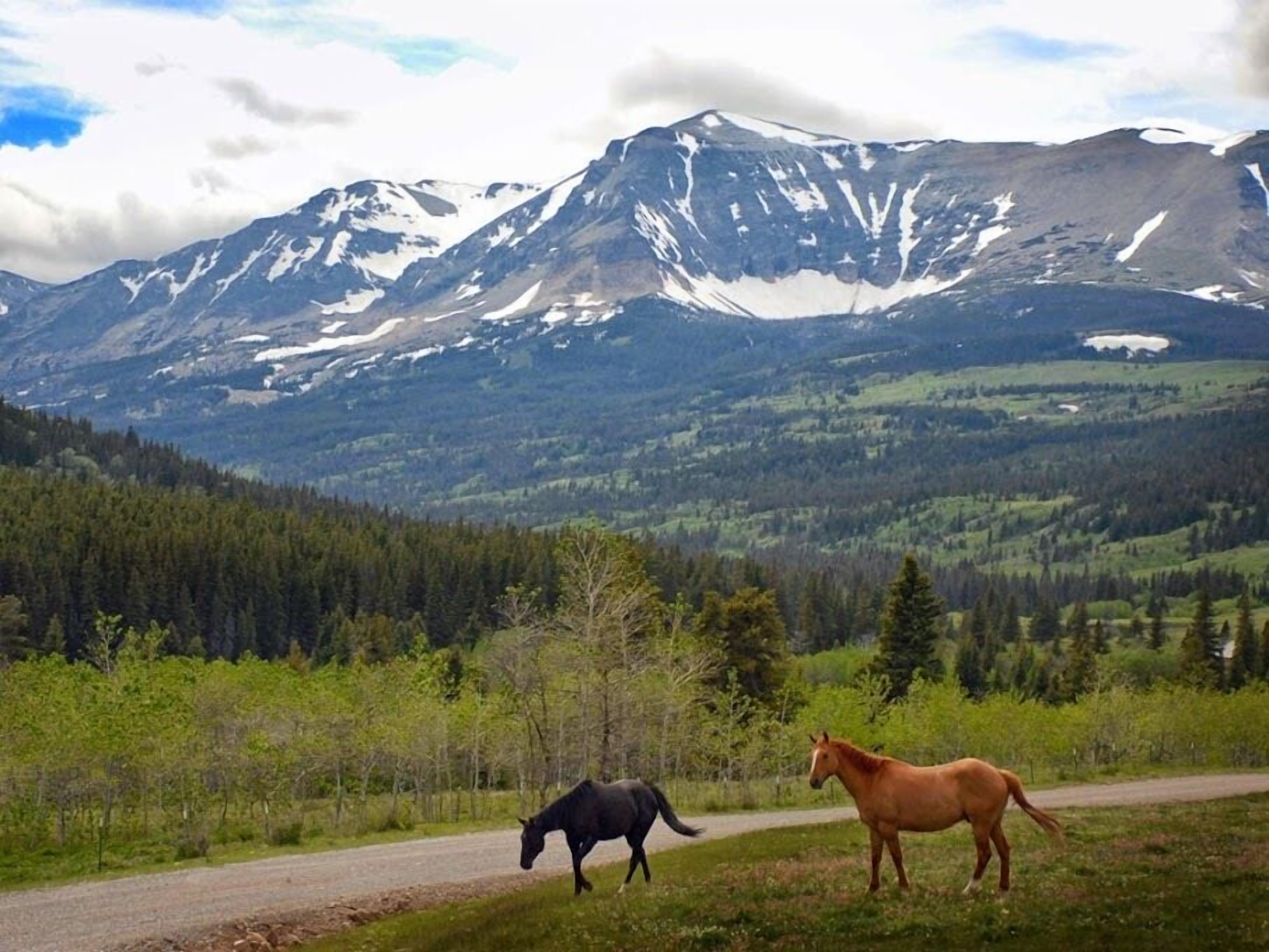 Un camino rural con dos caballos pastando, rodeado de bosque y montañas al fondo.