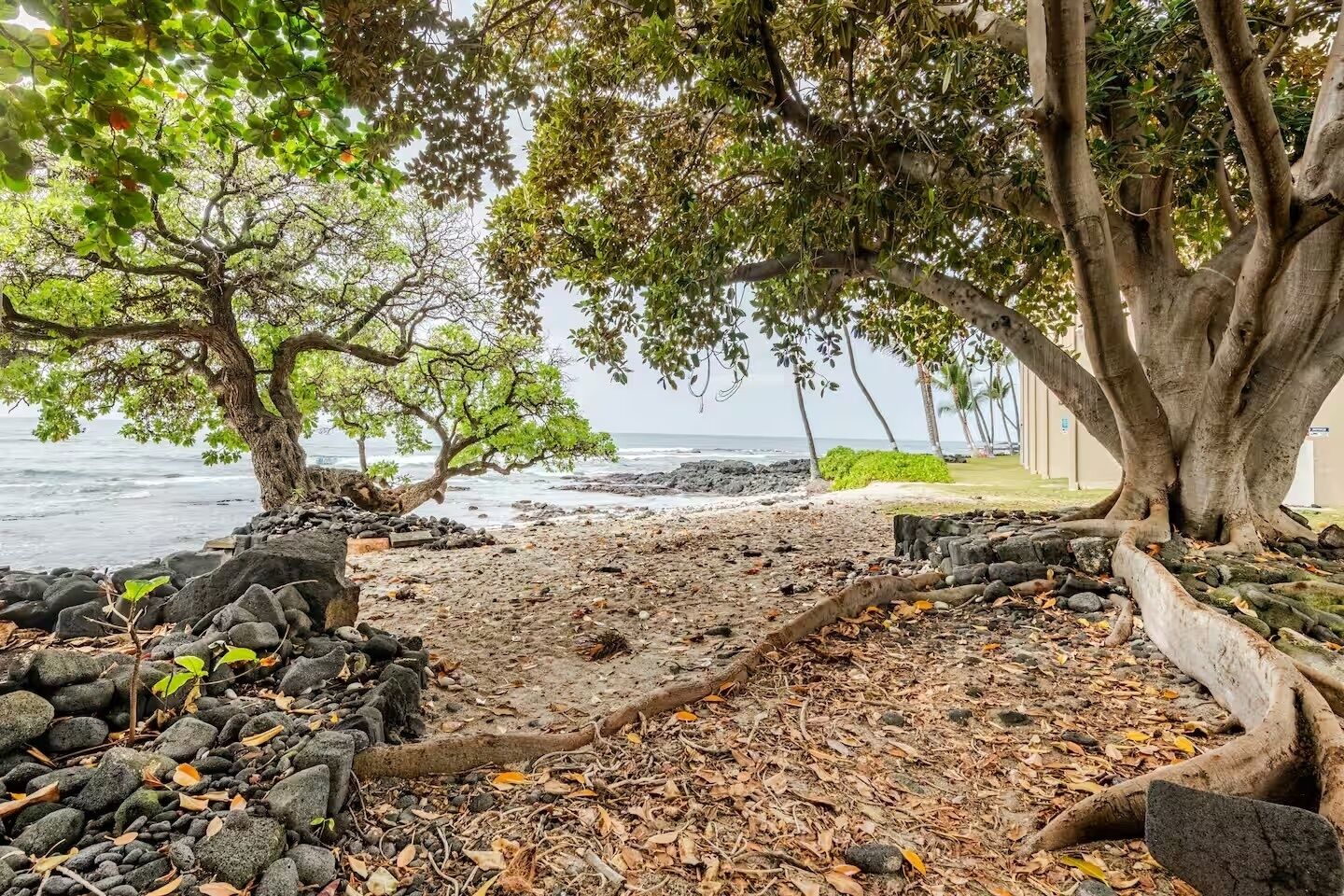 Une plage avec un grand arbre et une côte rocheuse.