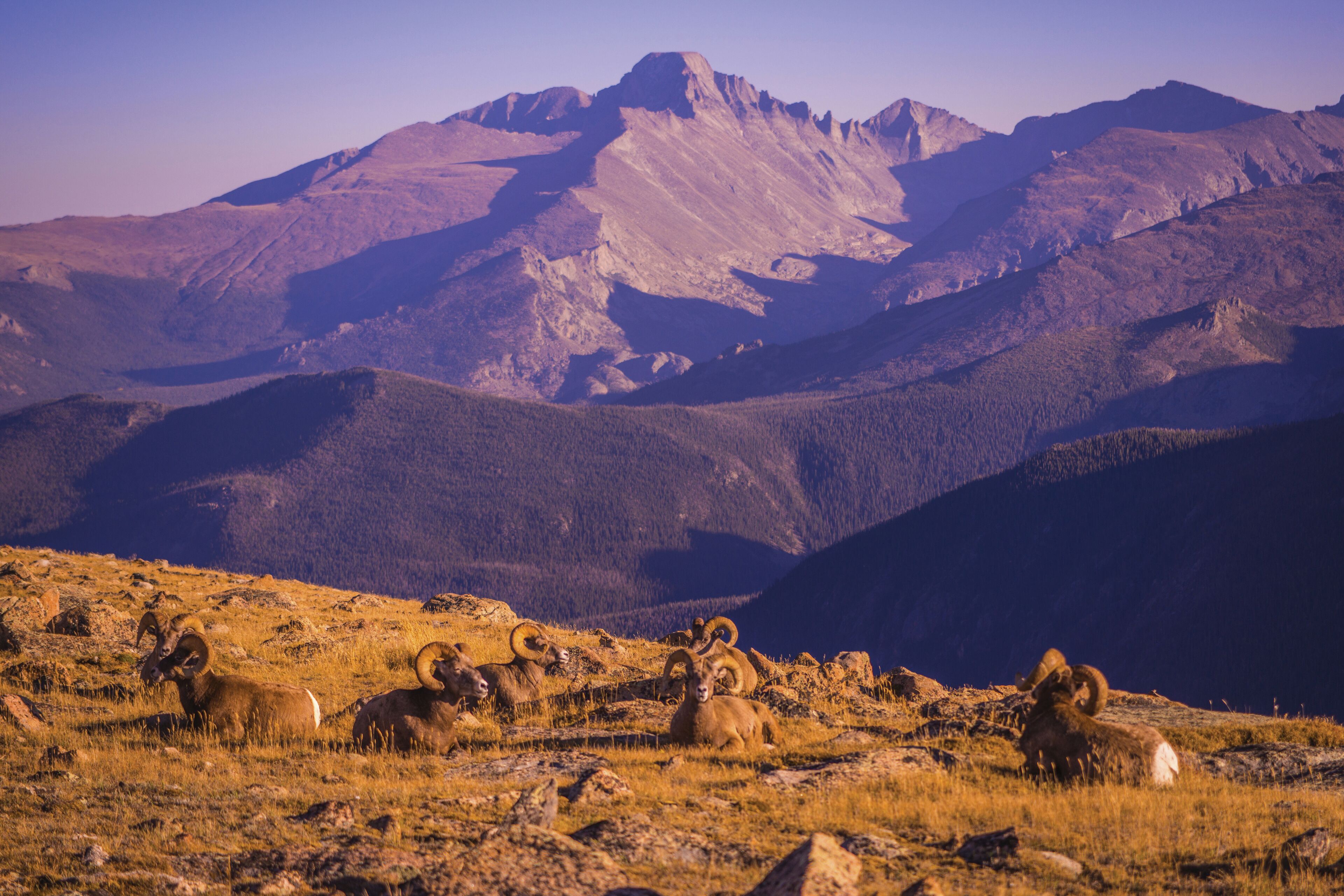 Un paisaje montañoso con ovejas bighorn pastando.