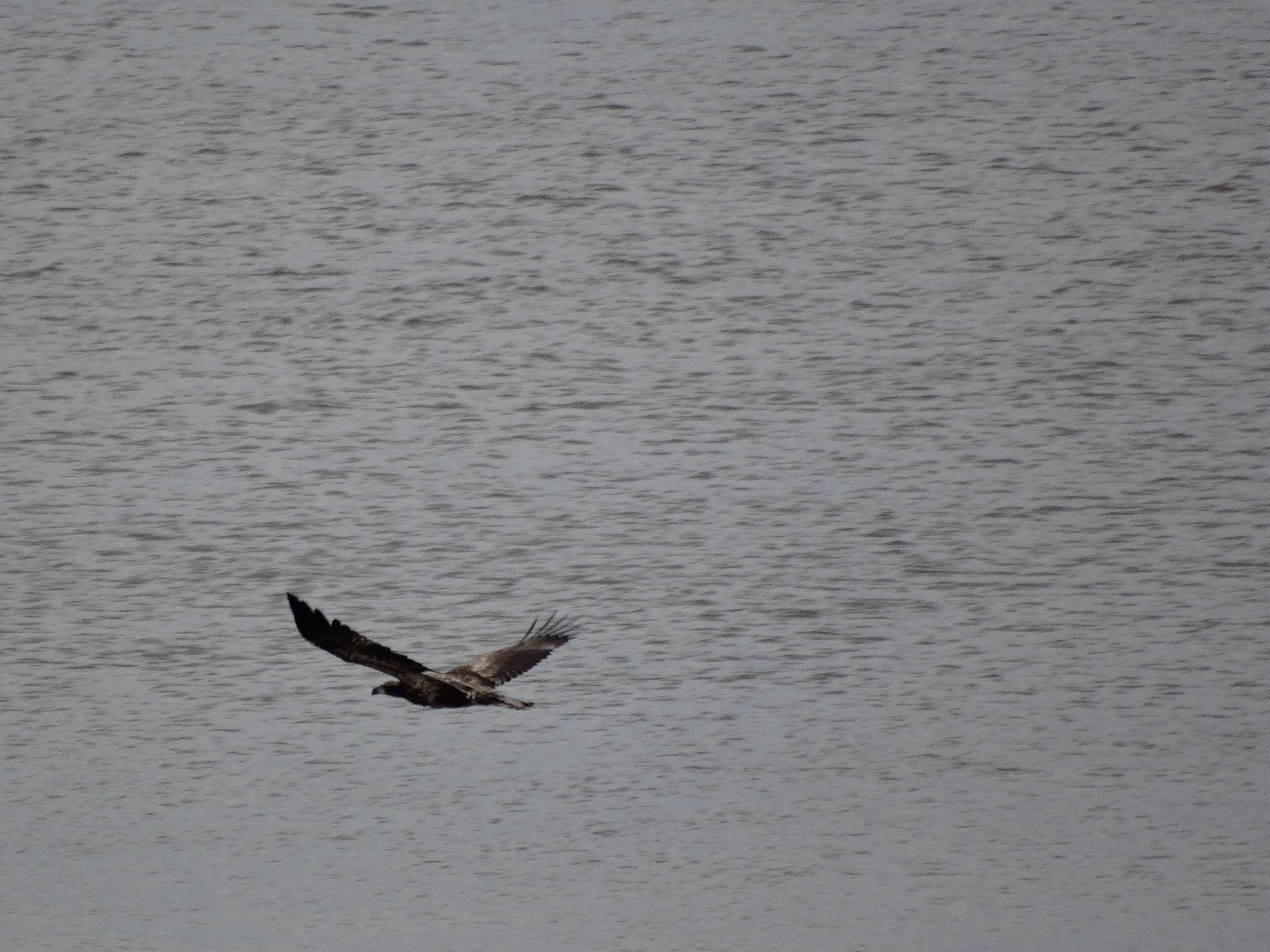 Un oiseau vole au-dessus d’une étendue d’eau.