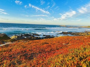 Beach nearby - Pebble Beach house for Magnificent Ocean & Perfect Golf, on The Old 17 Miles Dr. (Pebble Beach)