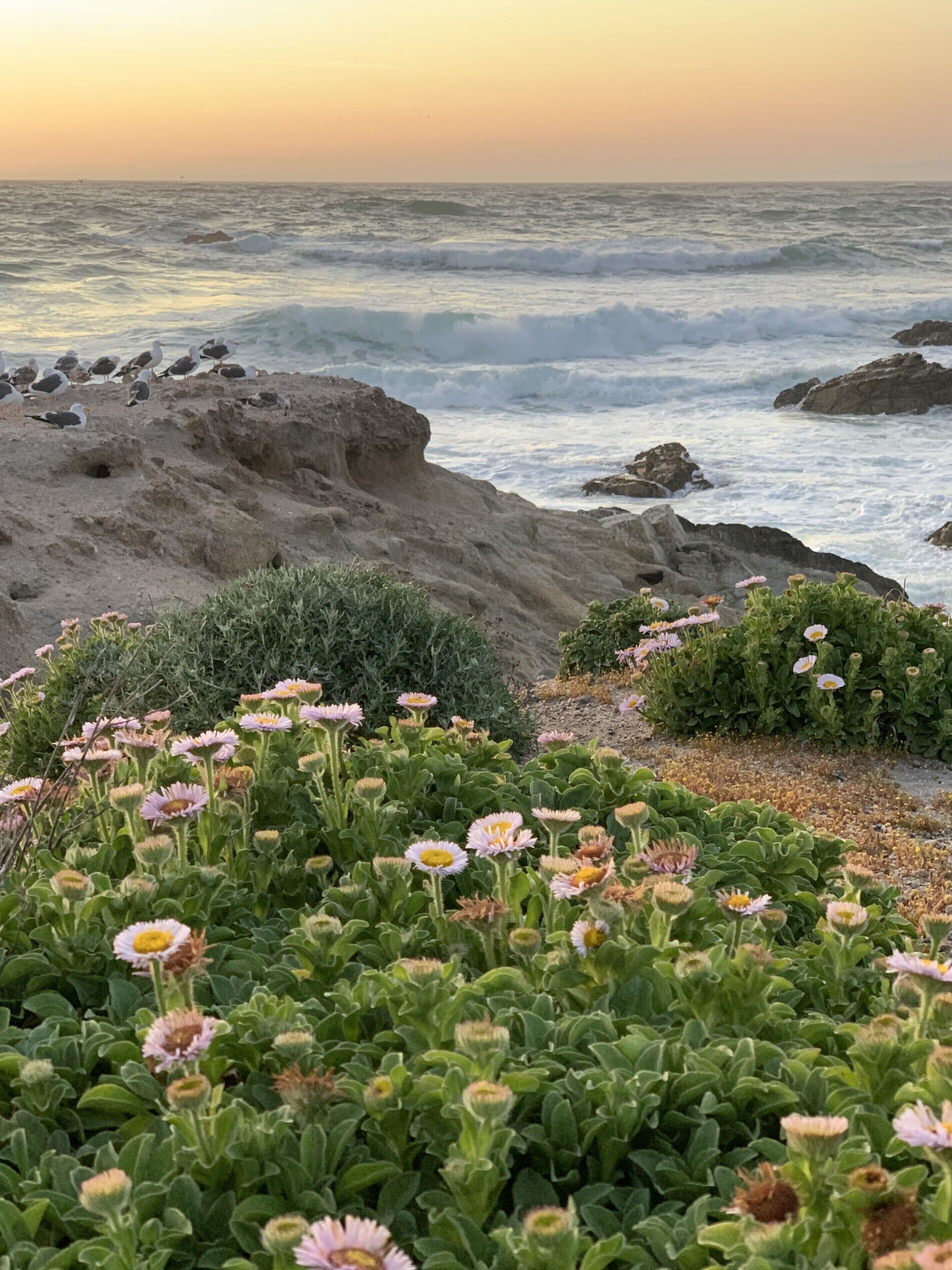 Una playa rocosa con olas rompiendo, un grupo de gaviotas y un campo de flores parecidas a margaritas.