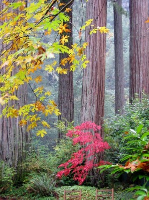 Property grounds - ♥ Creekfront Secret: Beach, Spa, Romance, Wine Country + 25th Anniversary Perks (Cazadero)