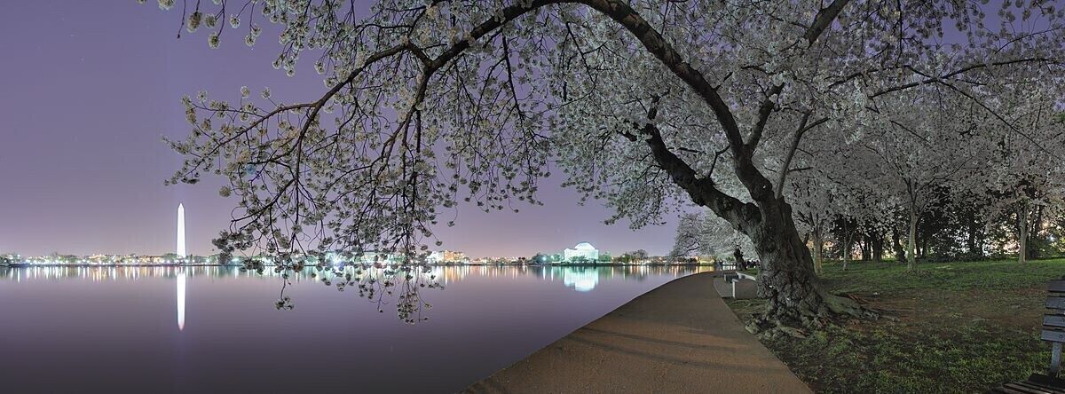 Vista noturna de um parque com um espelho d'água, um monumento imponente e cerejeiras em flor.