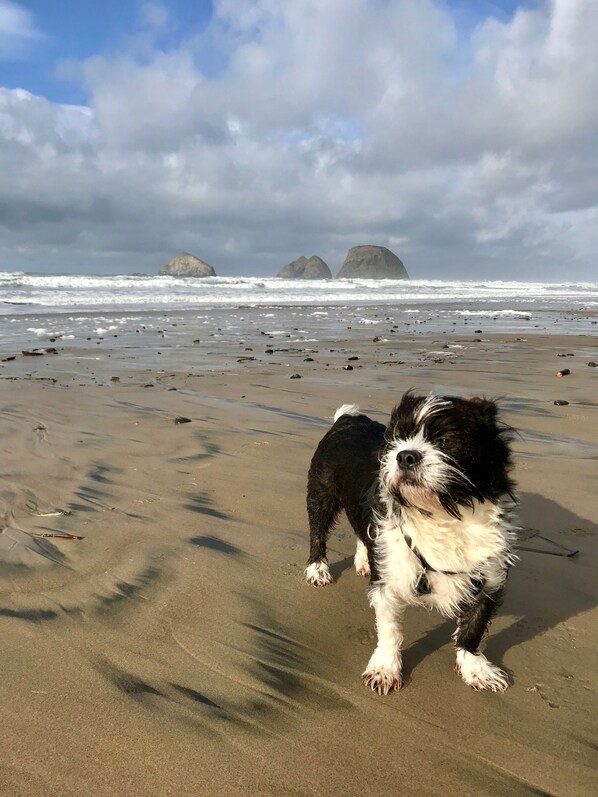 Un perro en una playa arenosa con olas al fondo y formaciones rocosas.
