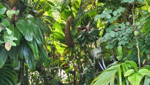 A stone pathway leading through a lush garden with various tropical plants and a bench. - Beautiful Plumeria Cottage-Anini Beach Plantation Style Home  (Anini Beach)
