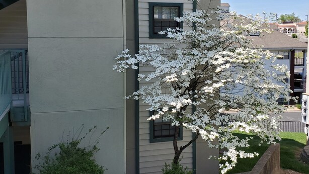 A multi-story building with a flat roof and a small tree with white blossoms in front. - Center of Town-The Greens at Thousand Hills-2 Comfy Kings-Netflix-PS4-Updated (Branson)