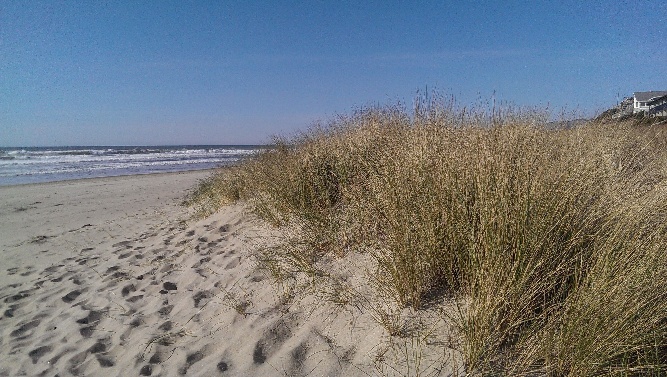 A sandy beach with waves in the background and tall grass in the foreground.