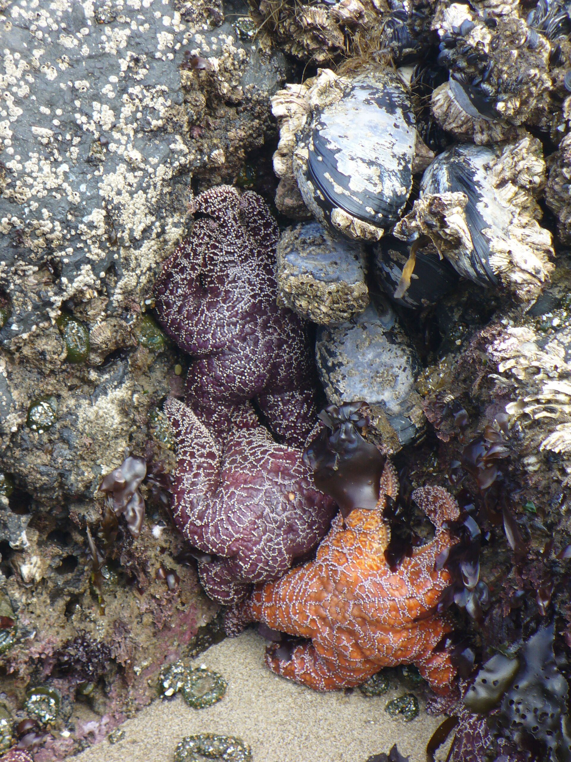 A rocky underwater scene with various marine life forms, including a prominent orange sea anemone and a purple sea urchin.