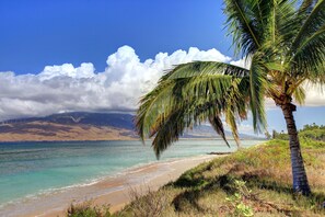 Une plage avec un palmier, offrant une vue sur l’océan et les montagnes au loin.