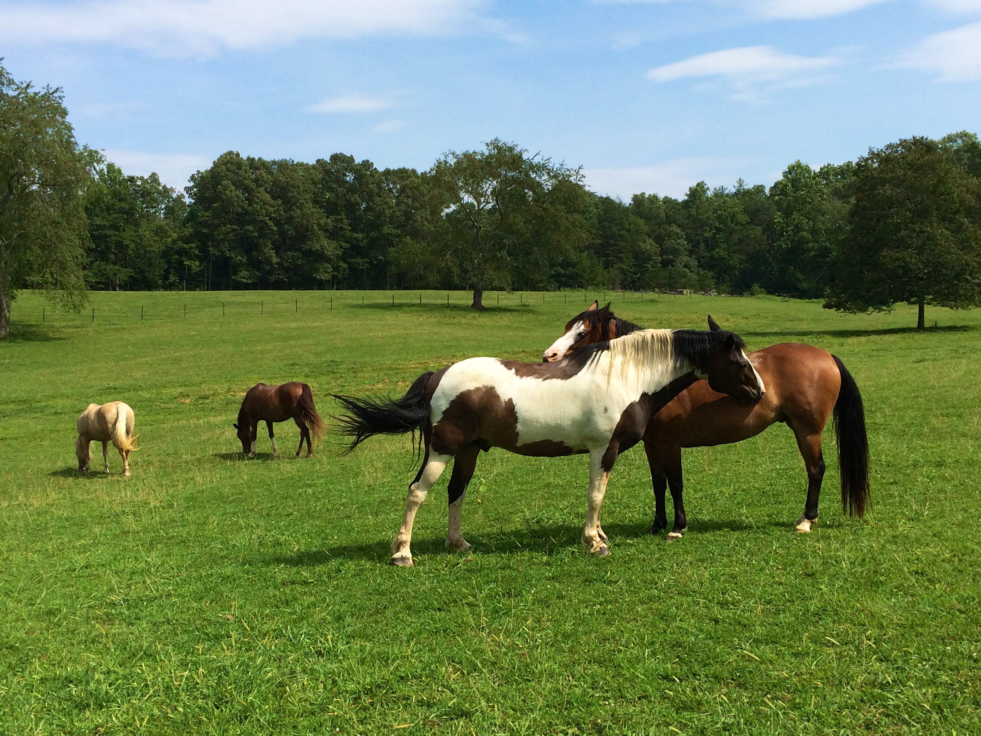 A grassy field with several horses grazing.