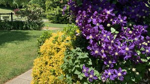 Ein Garten mit lila und gelben Blumen, einem Weg und einem Gebäude im Hintergrund.