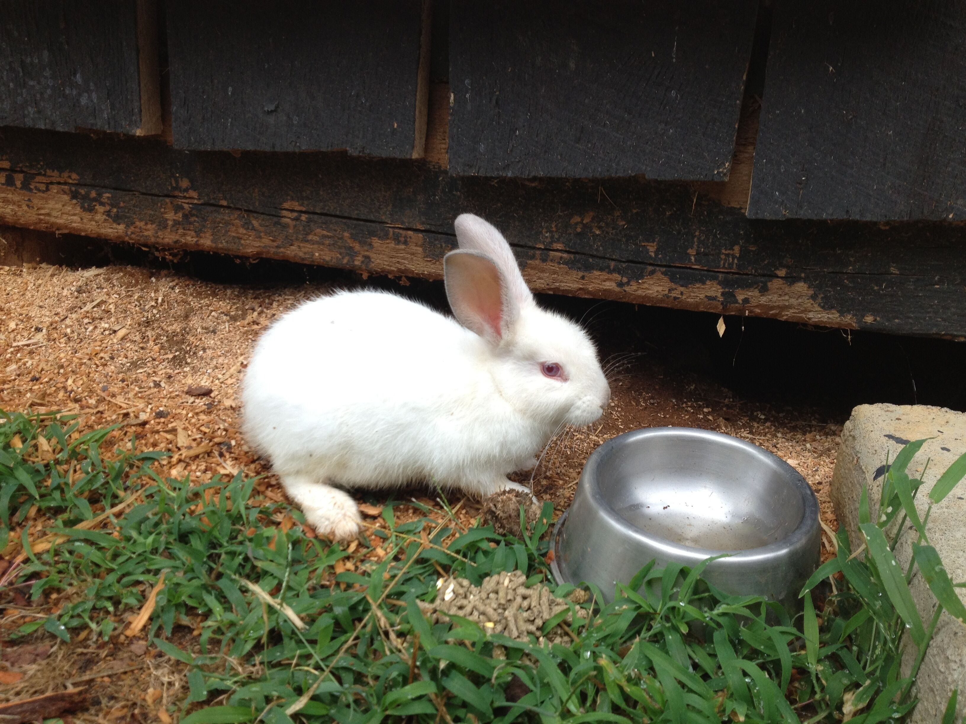 A white rabbit near a metal bowl on a grassy surface with wooden structures in the background.