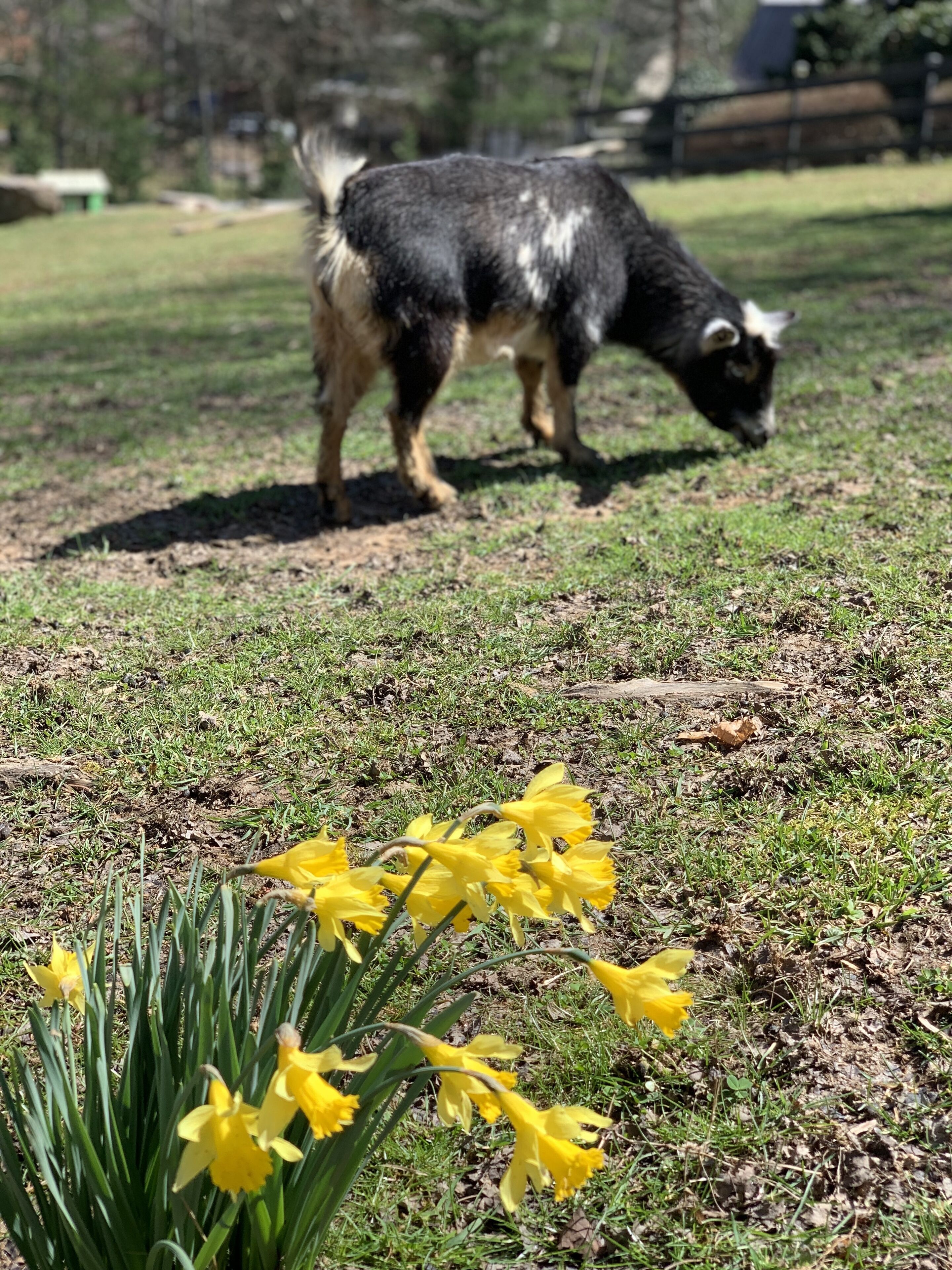 A dog grazing in a grassy area with daffodils in the foreground.
