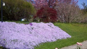 Ein Garten mit einer großen Fläche, die mit violetten Blüten bedeckt ist, umgeben von verschiedenen Bäumen und einem Bürgersteig.