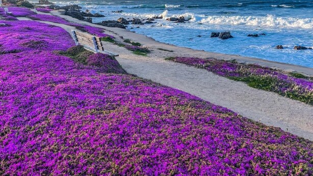 Une promenade en bord de mer, agrémentée de fleurs violettes et d’un banc, qui mène à l’océan.