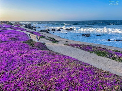 Monterey Peninsula Area  Seaside Guest House