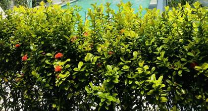 Lucky Leaf Villa