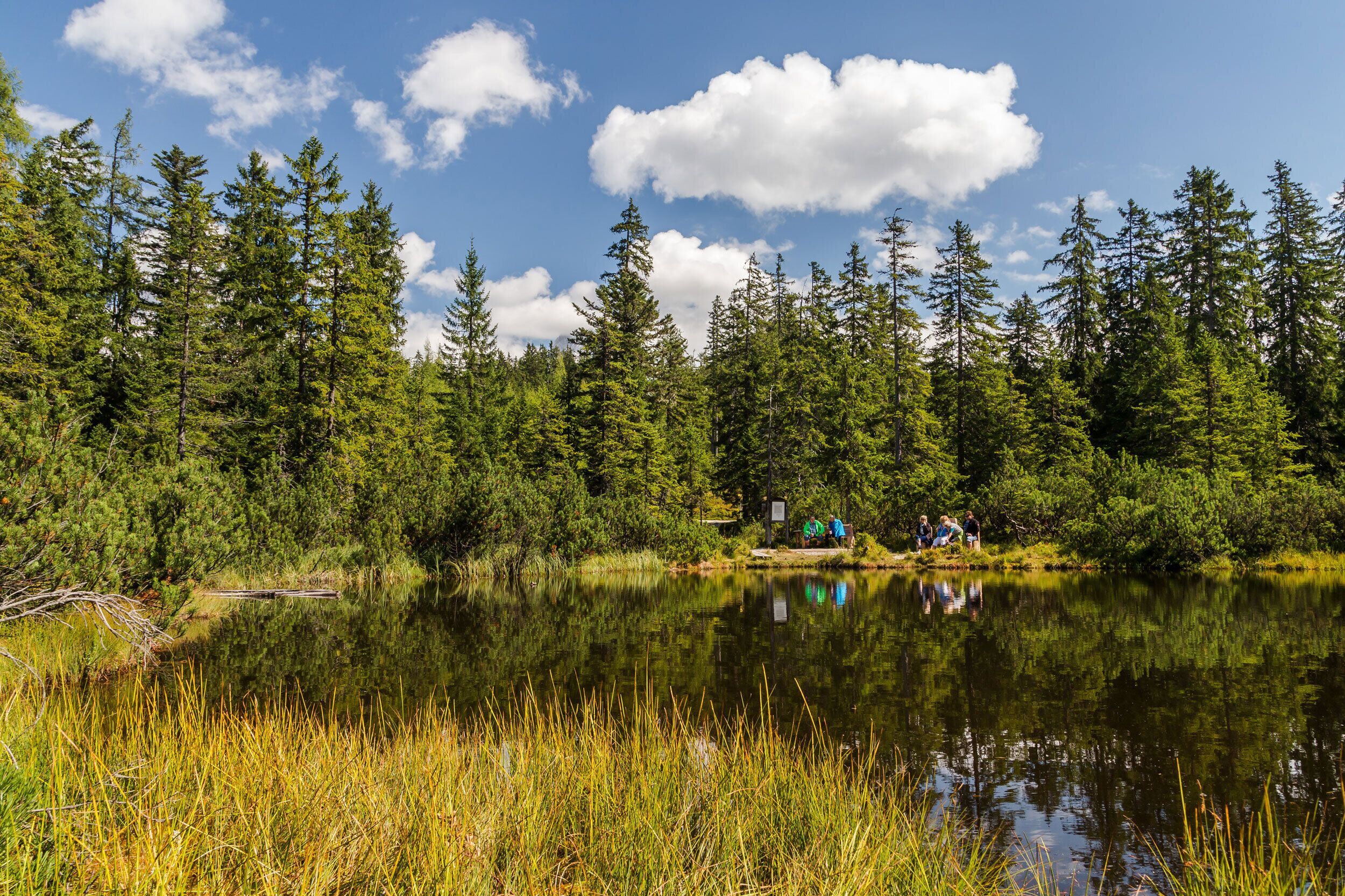 Un paisaje tranquilo junto al lago, con un bosque denso y un grupo de personas cerca del agua.