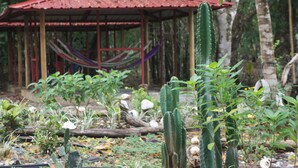 A garden with various plants, a red-roofed structure, and a hammock. - Cebaco Sunrise Lodge (Isla Cebaco)