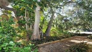 A garden with various trees and plants, a gravel path, and a building in the background. - #1 SIESTA KEY Beach Glass House w/supplies
 PRICE Breaks w/ 3 payments ! (Siesta Key)