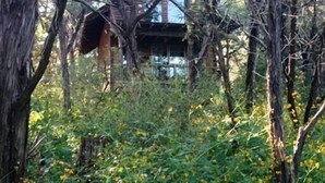 A rustic cabin surrounded by dense foliage and trees. - Firehouse Cabin at Hamilton Creek (Marble Falls)