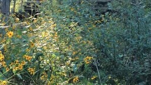 A rustic cabin surrounded by dense foliage and yellow flowers. - Firehouse Cabin at Hamilton Creek (Marble Falls)