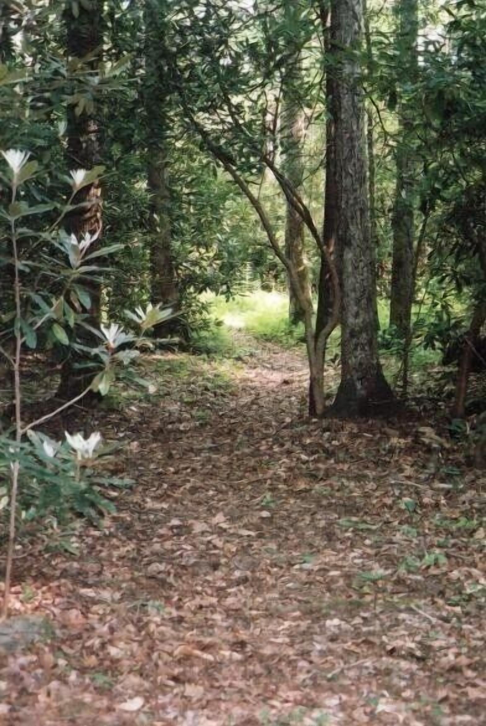 Un sendero en el bosque rodeado de árboles y follaje.