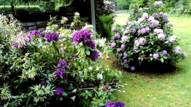 Un jardin agrémenté de fleurs violettes et d’une structure en pierre.