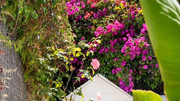 A small shed with a blue door, surrounded by lush greenery and flowering plants. - Family Villa in LISBON,heated pool,elevator,parking,6 bedrooms,sleeps 14 (Lisboa)