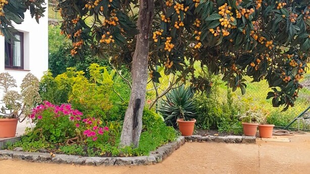 A tree with orange fruits, surrounded by potted plants and a paved walkway. - Cottage on a quiet place, ideal for rest (Fuencaliente de La Palma)