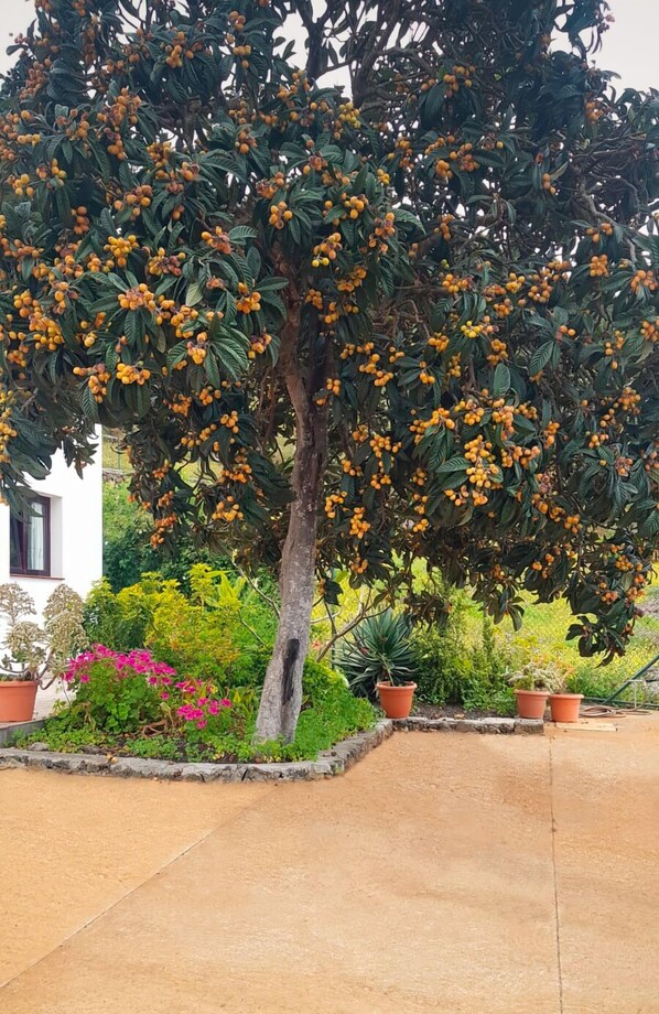 Property grounds - Cottage on a quiet place, ideal for rest (Fuencaliente de La Palma)