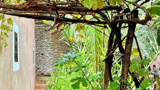 A narrow brick pathway leading to a stone wall, surrounded by lush greenery and a vine-covered pergola.