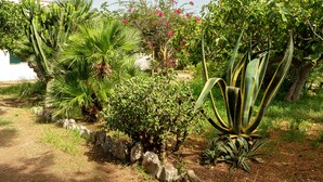 Un jardín con diversas plantas, incluyendo cactus y arbustos con flores.