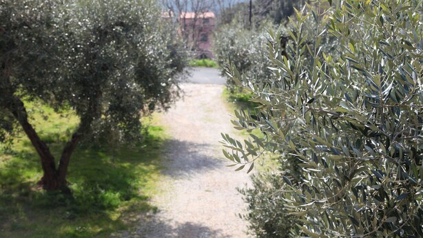 A pathway flanked by olive trees leading to a building in the distance.