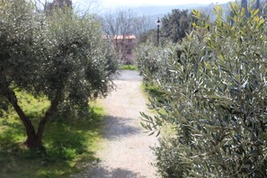 A pathway flanked by olive trees leading to a building in the distance. - HOUSE WITH GARDEN ON THE TUSCAN HILLS about 20 minutes from the sea WI-FI FREE (Monteverdi Marittimo)