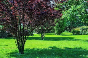 Un parco con un albero dai fogliami rossi, una zona erbosa e un vialetto.