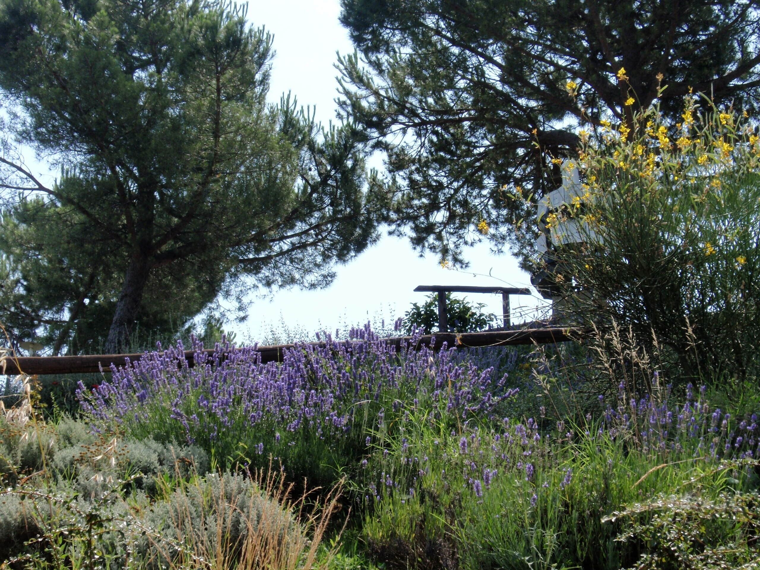 Un jardín con árboles altos, flores moradas y una estructura de madera.
