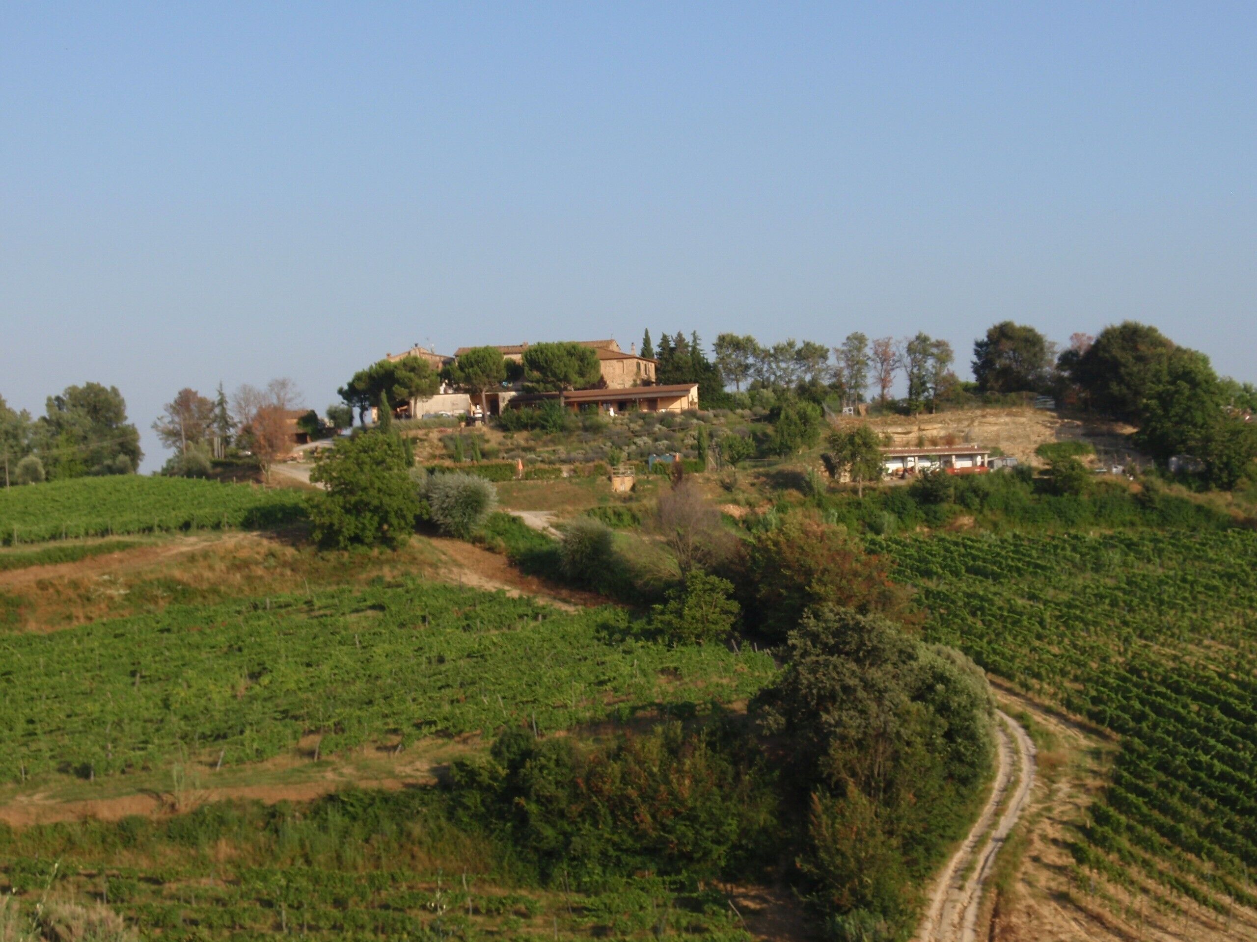 Paesaggio rurale con una casa circondata da vigneti e alberi.