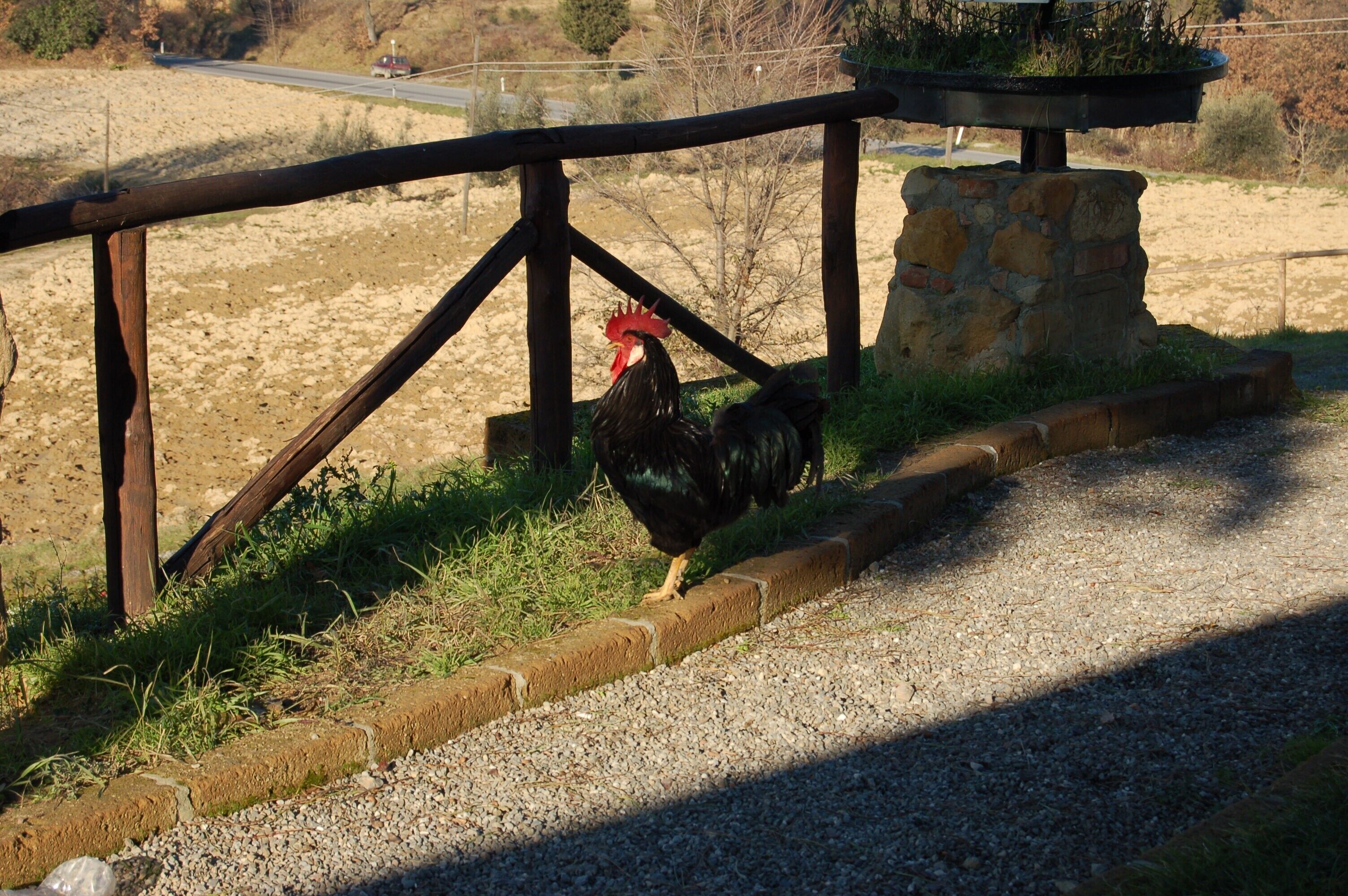 Un coq se promène le long d’un chemin de gravier, à côté d’une clôture en bois.