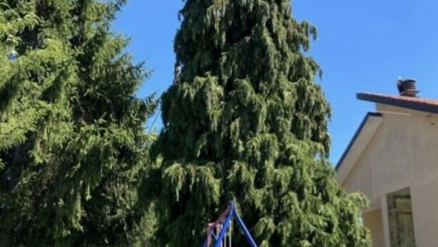 Un terrain de jeux avec des balançoires et un grand arbre en arrière-plan.
