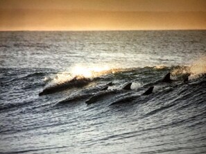 Am Strand, Liegestühle, Strandtücher