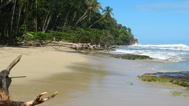 Una playa con cielos despejados, palmeras y olas del océano.