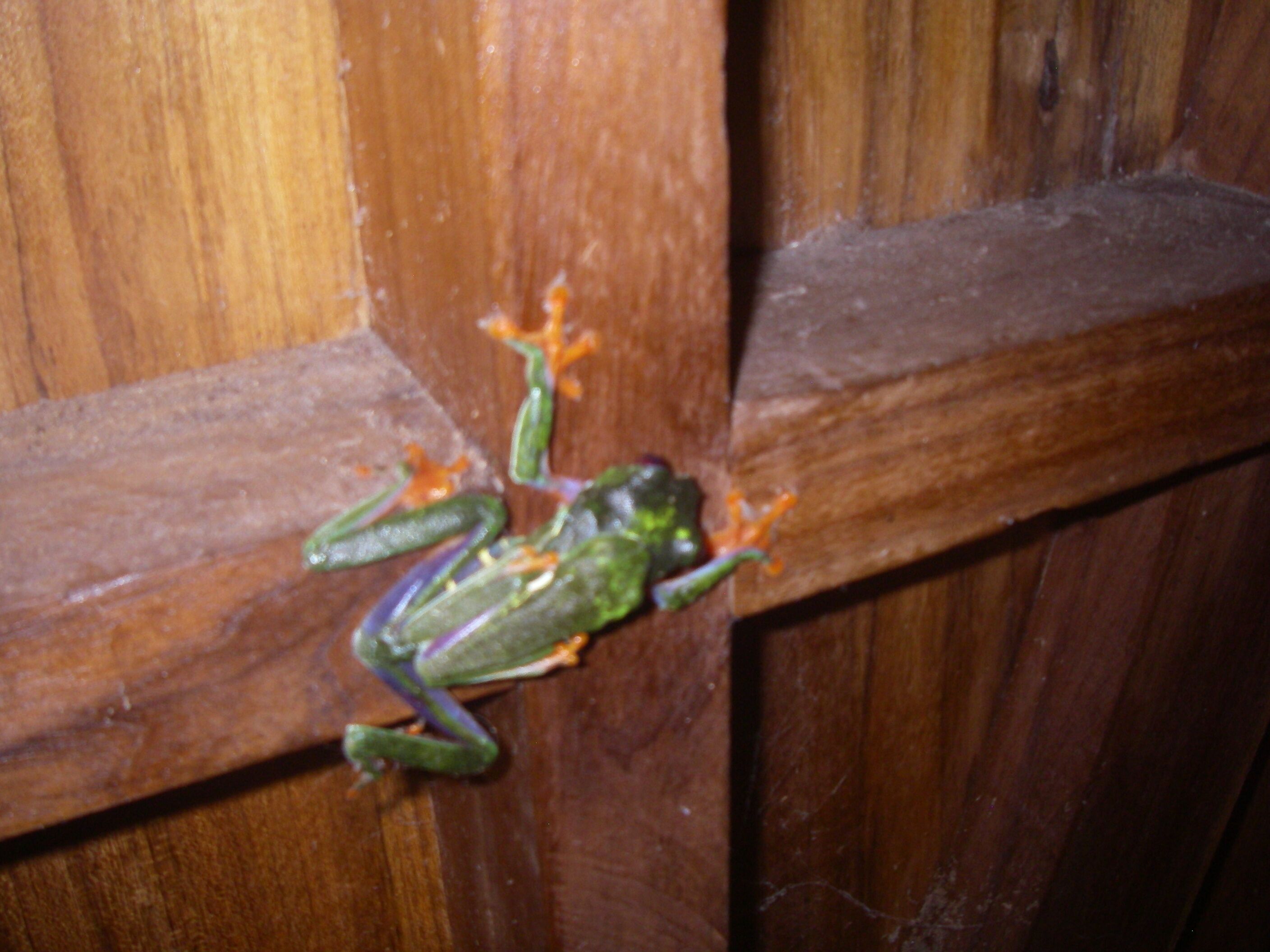 Una rana sobre una superficie de madera.