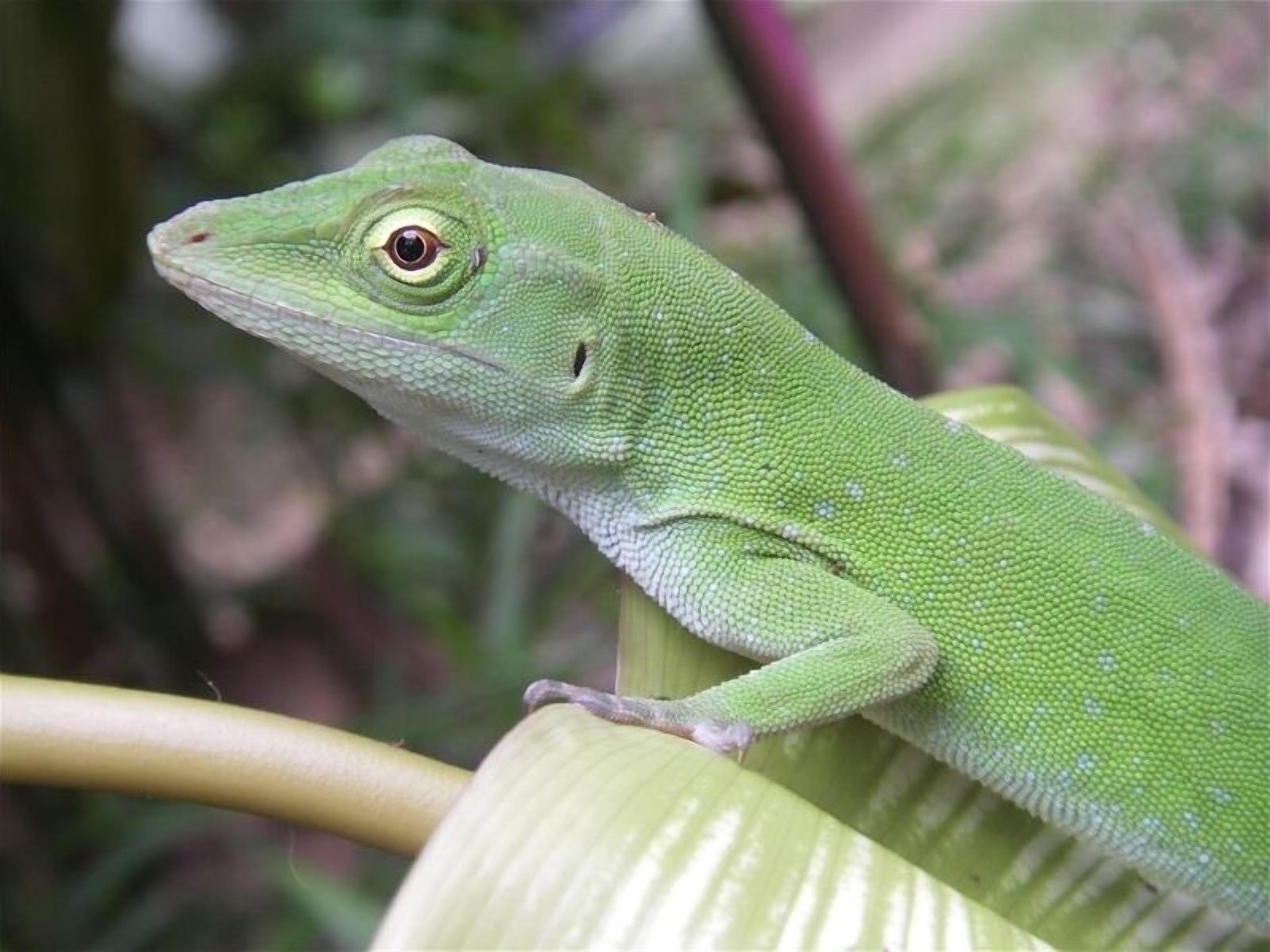 Un lagarto verde sobre una planta.