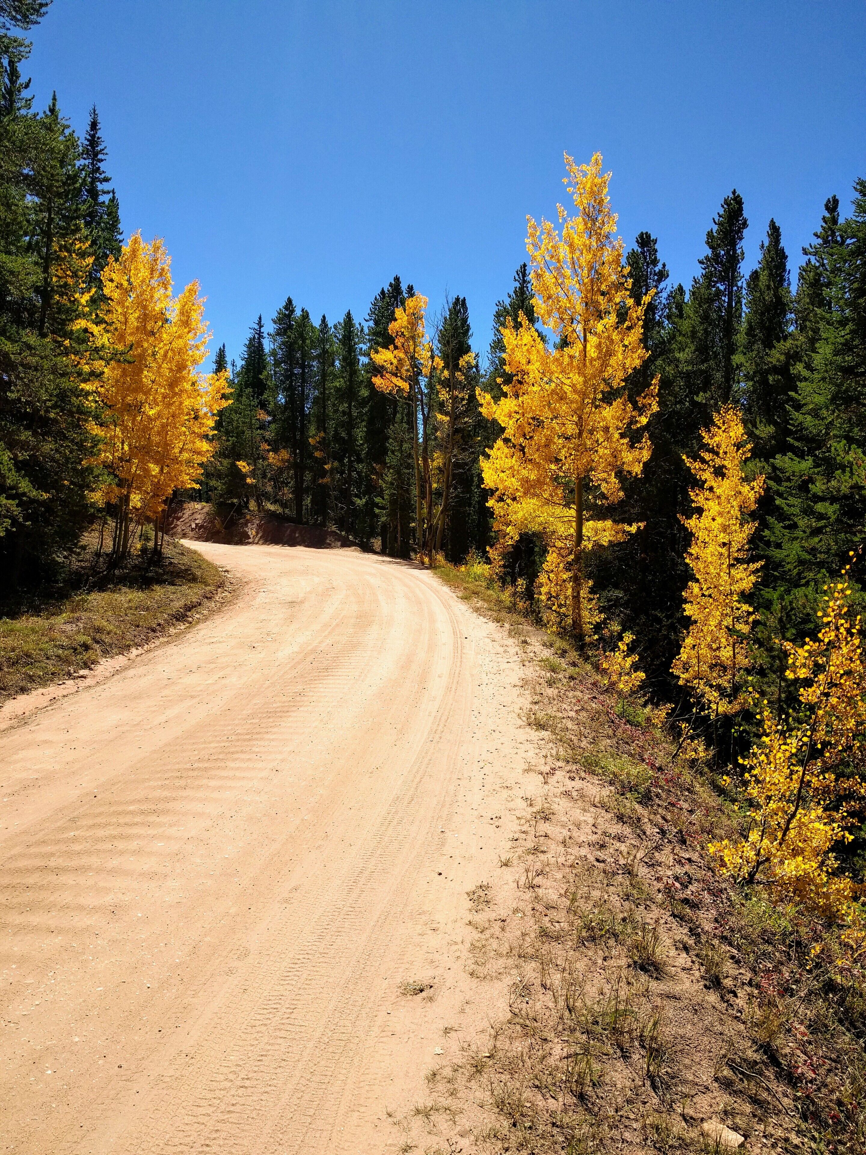 A dirt road flanked by trees with yellow foliage, leading into a forest.