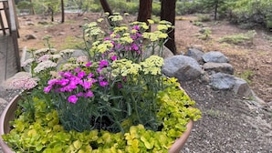 Una maceta de terracota grande llena de diversas plantas y flores, ubicada sobre un lecho de grava con un bosque de fondo.
